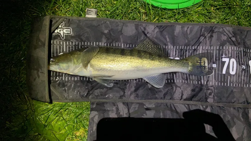 Zander