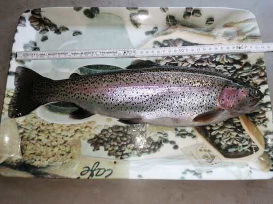 Regenbogenforelle