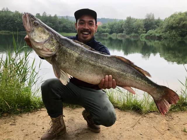 Zander