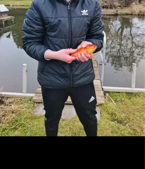 Goldfisch