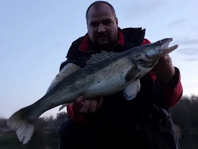 Zander