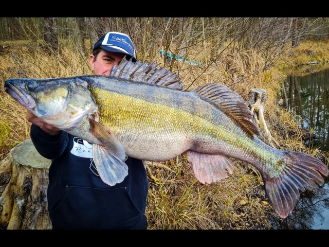 Zander