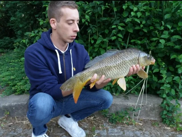 Karpfen