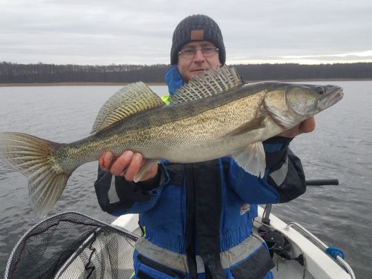 Zander