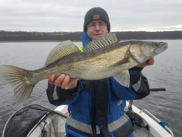 Zander