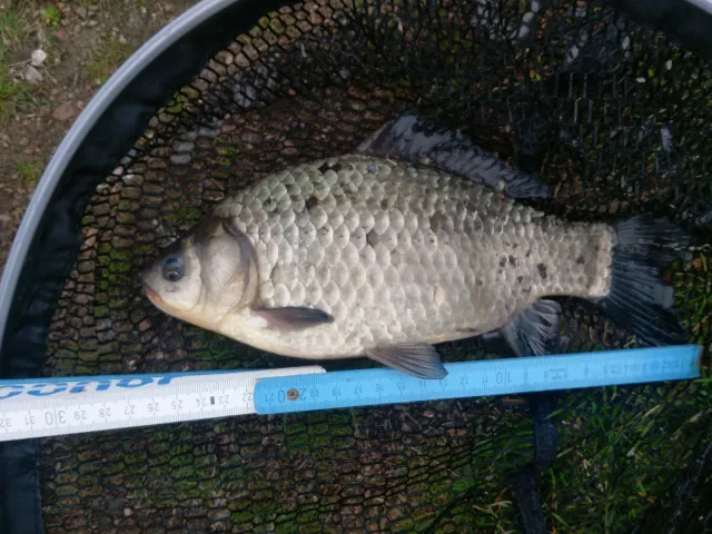 Giebel