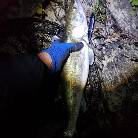 Zander
