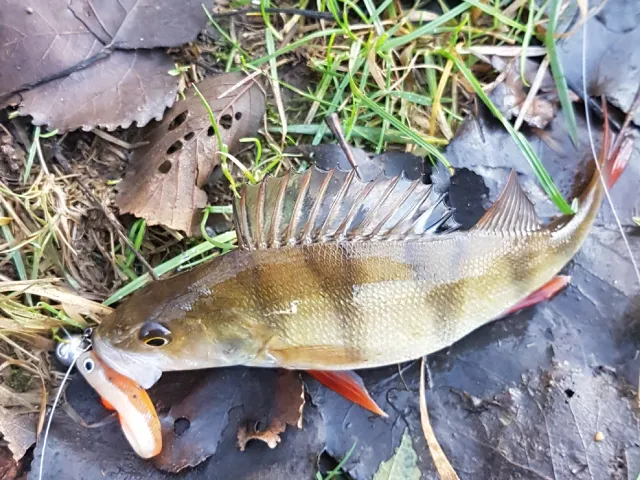 Flussbarsch