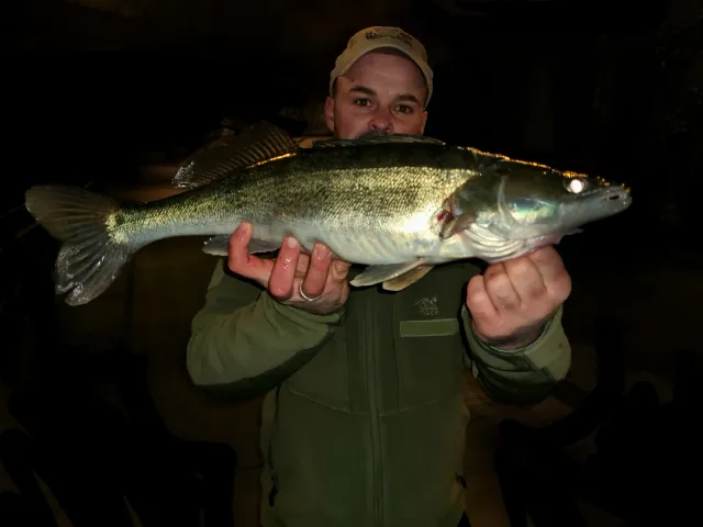 Zander