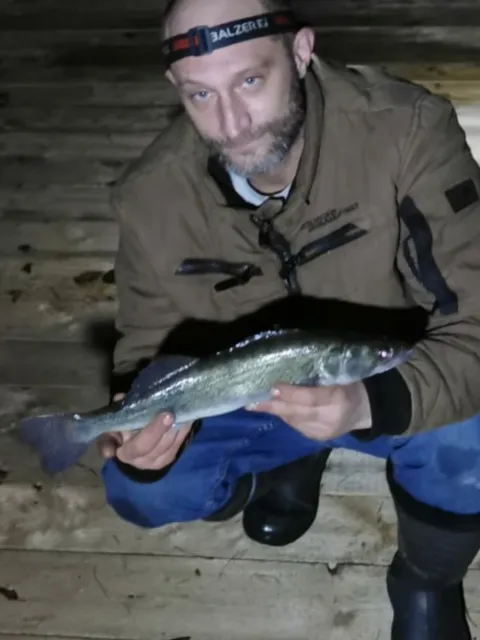 Zander