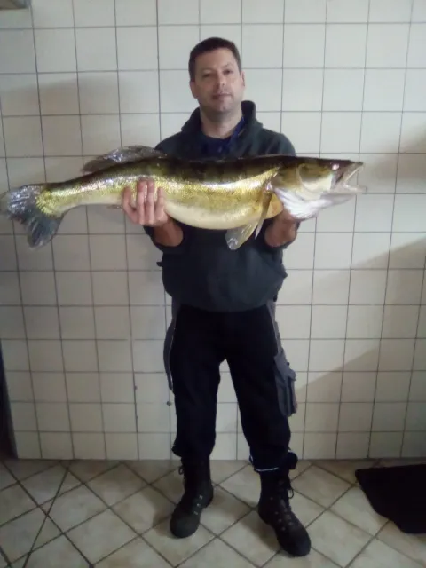 Zander
