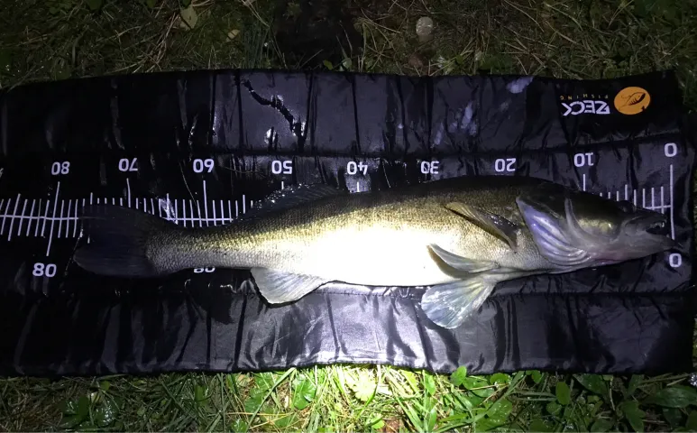 Zander
