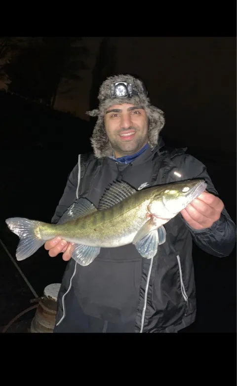 Zander