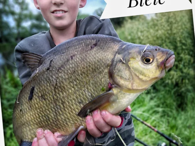 Brachse