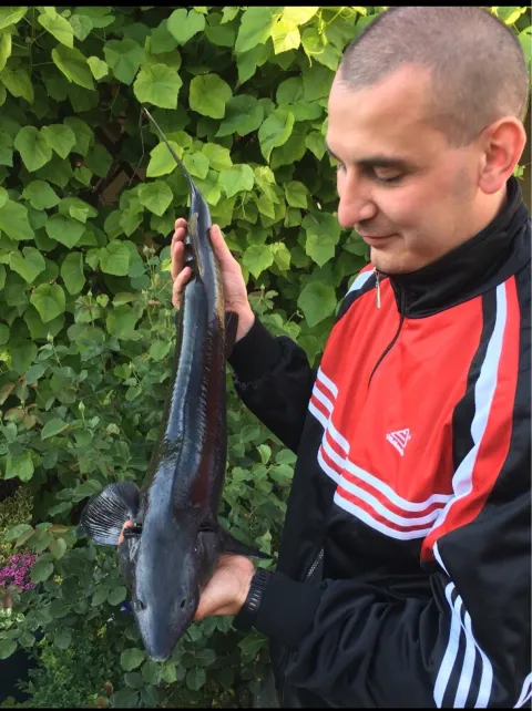 Stör