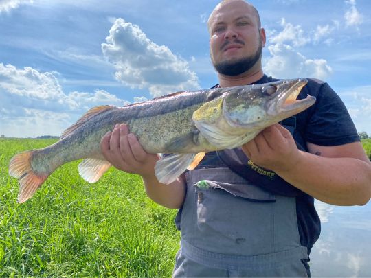 Zander