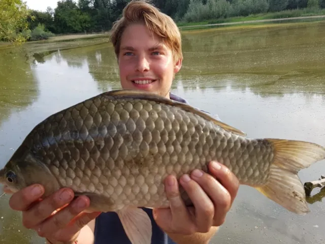 Giebel