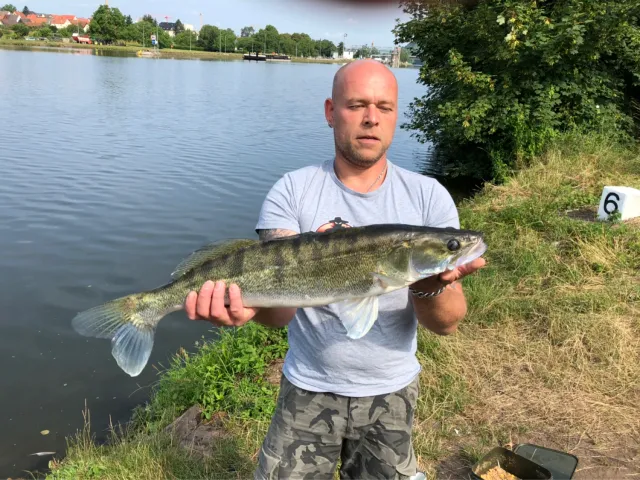 Zander