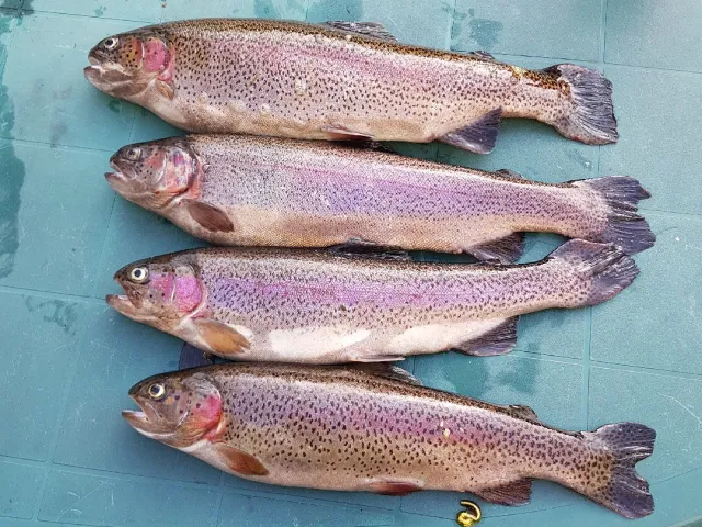 Regenbogenforelle
