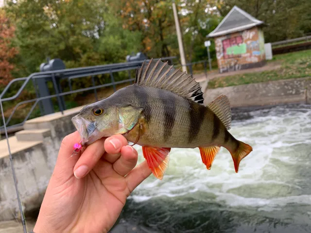 Flussbarsch