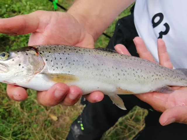 Regenbogenforelle