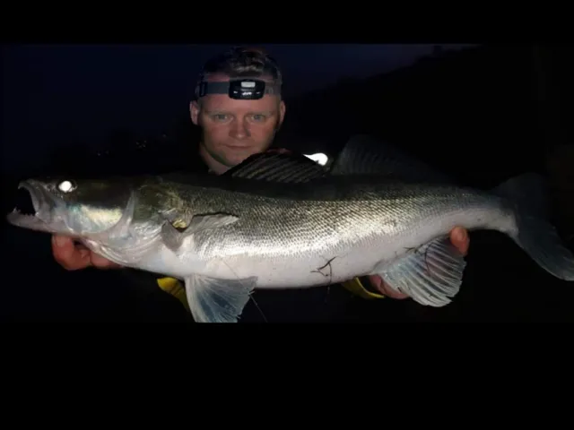 Zander