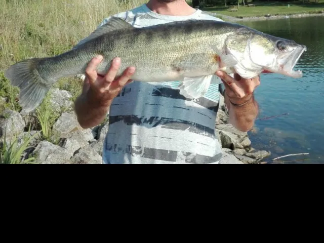 Zander