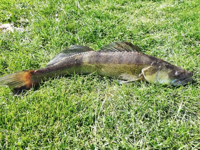 Zander