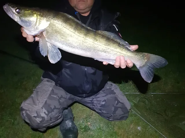 Zander