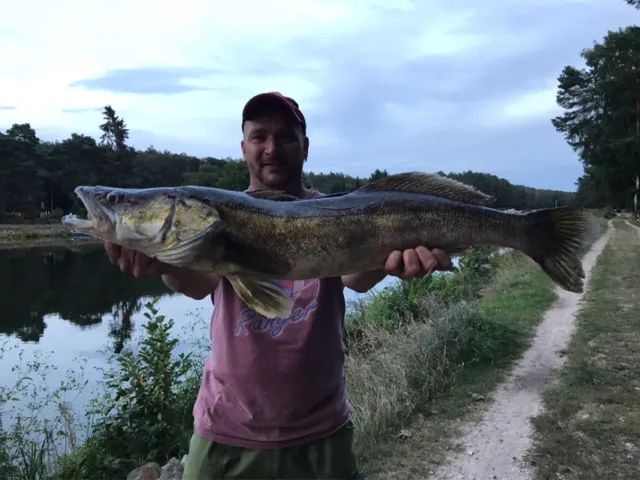 Zander