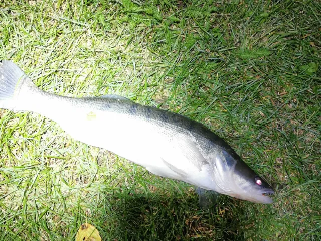Zander