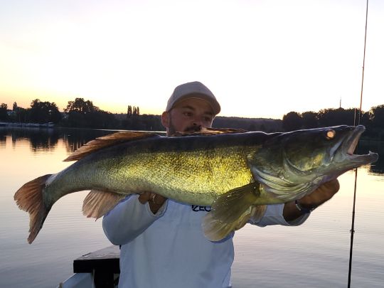 Zander