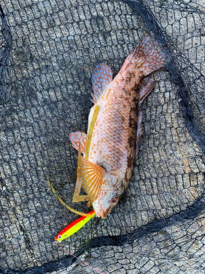 Lippfisch