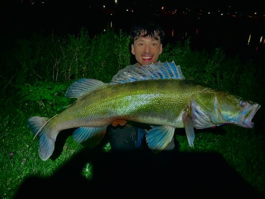 Zander