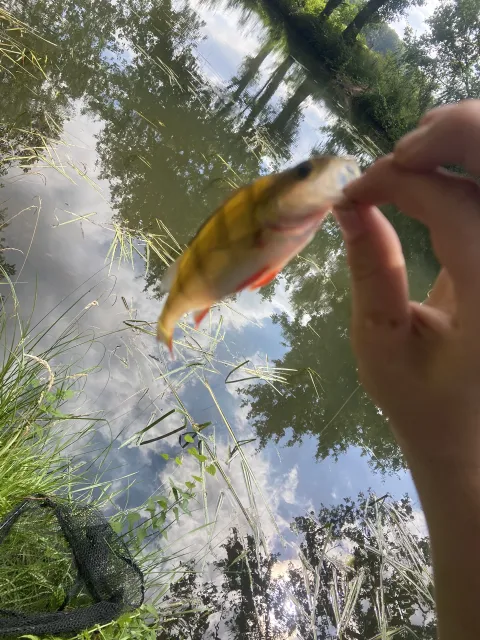 Flussbarsch