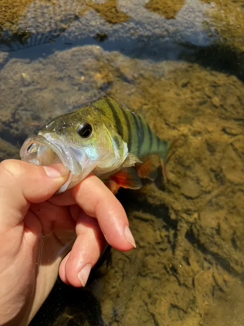 Flussbarsch