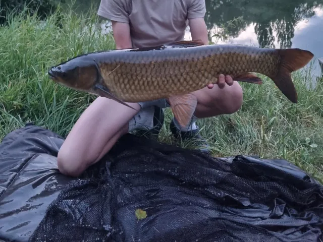 Graskarpfen