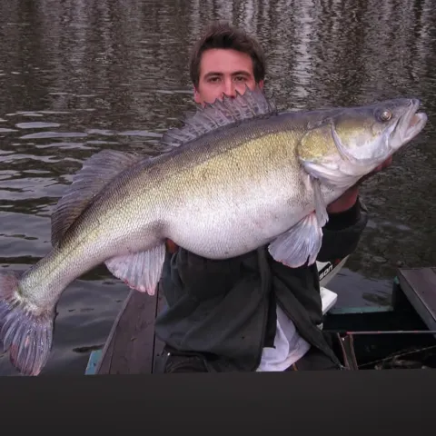 Zander