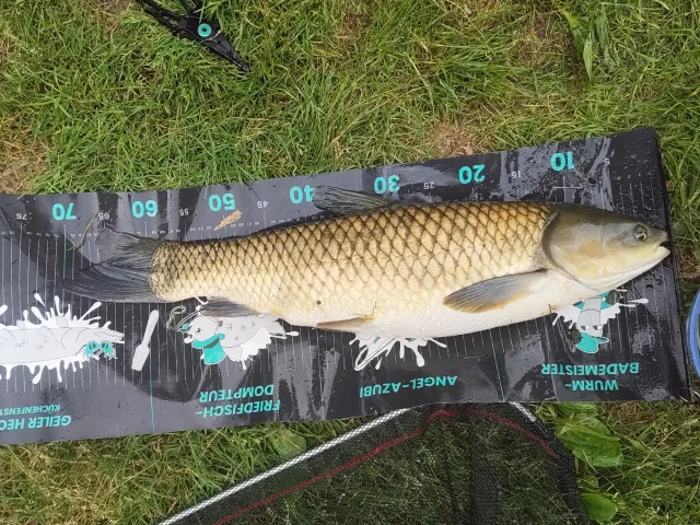 Graskarpfen