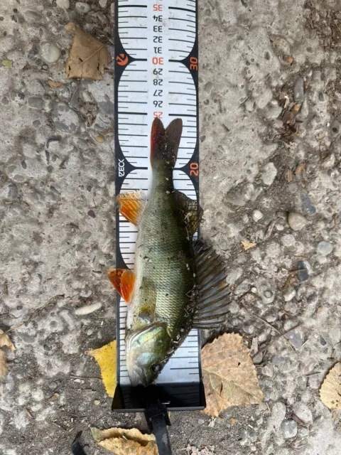 Flussbarsch