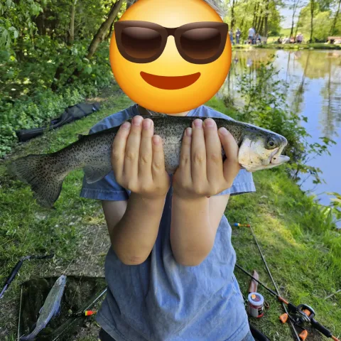 Regenbogenforelle