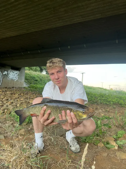 Döbel