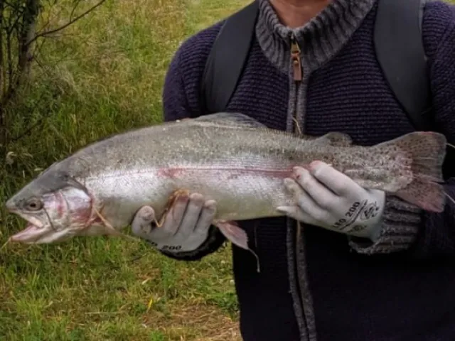 Regenbogenforelle