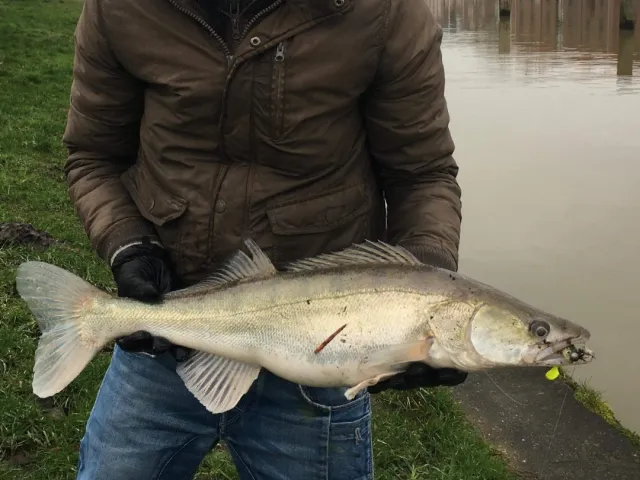 Zander