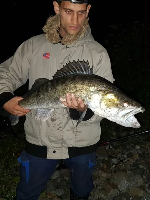 Zander