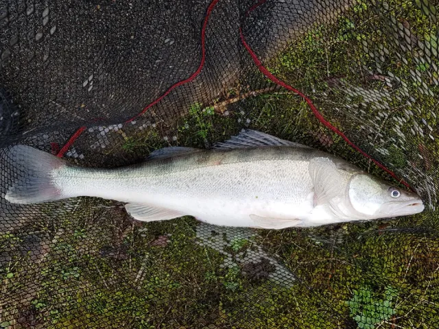 Zander