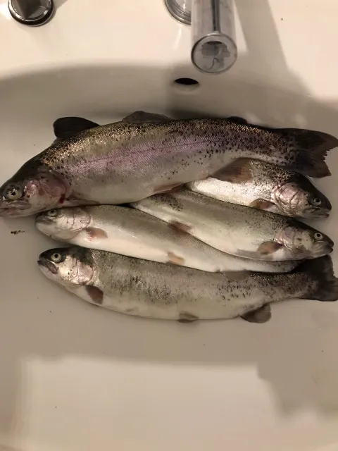 Regenbogenforelle