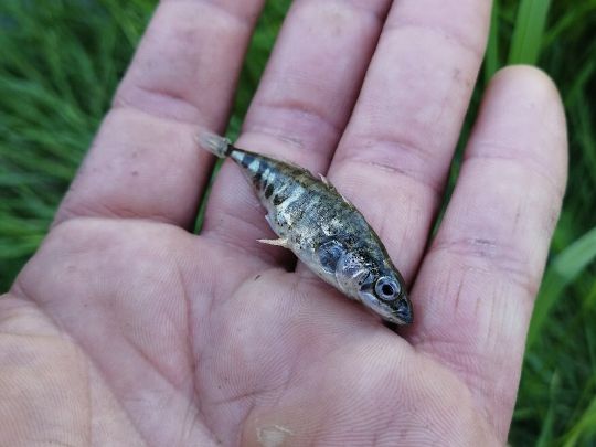 Dreistachliger Stichling