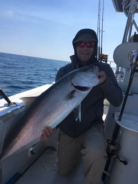 Amberjack