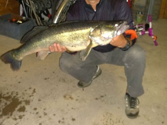 Zander